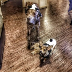 I'm Sensitive - Stephanie Rogers & Anne Summers