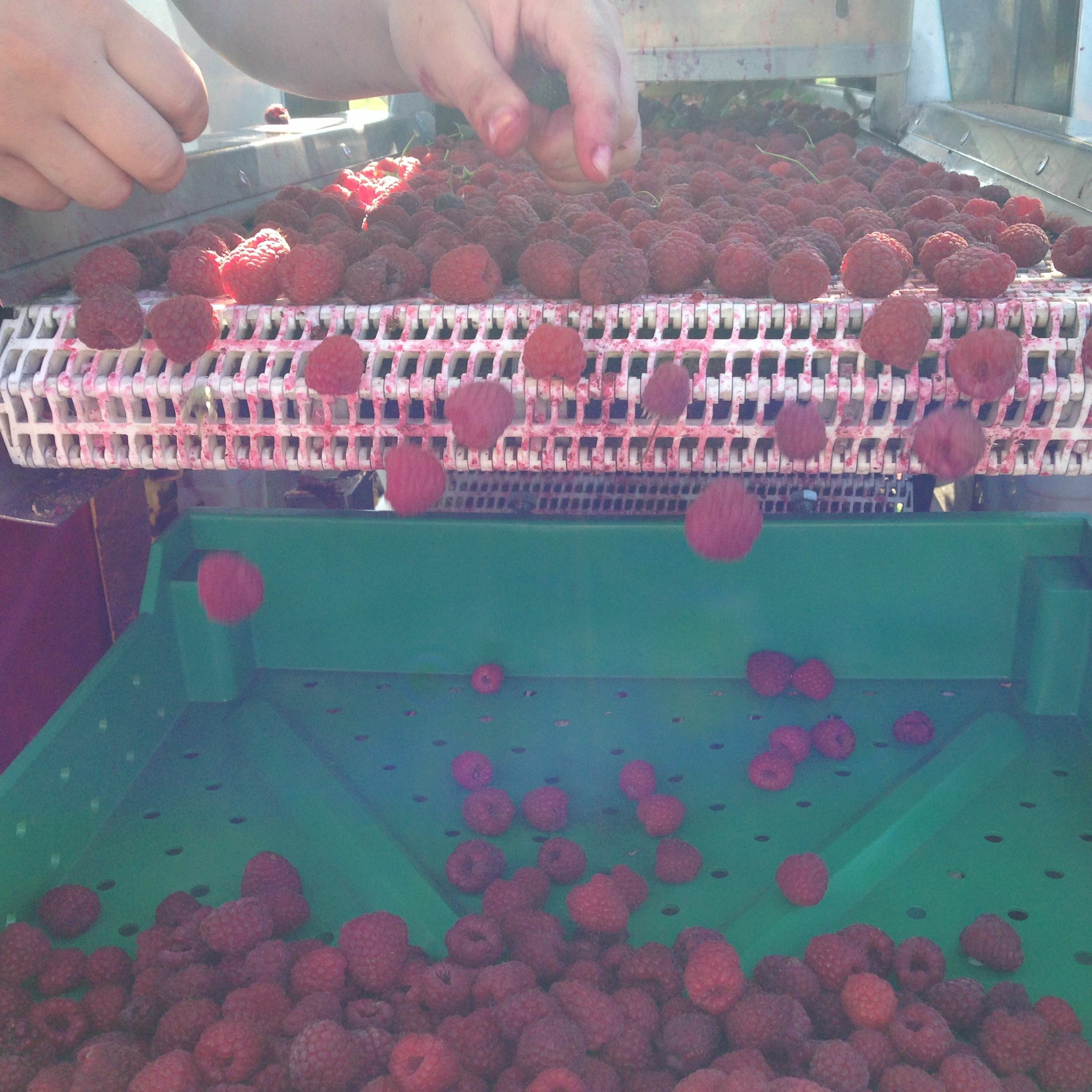 Whatcom raspberry grower Landon Van Dyk hit by market crisis