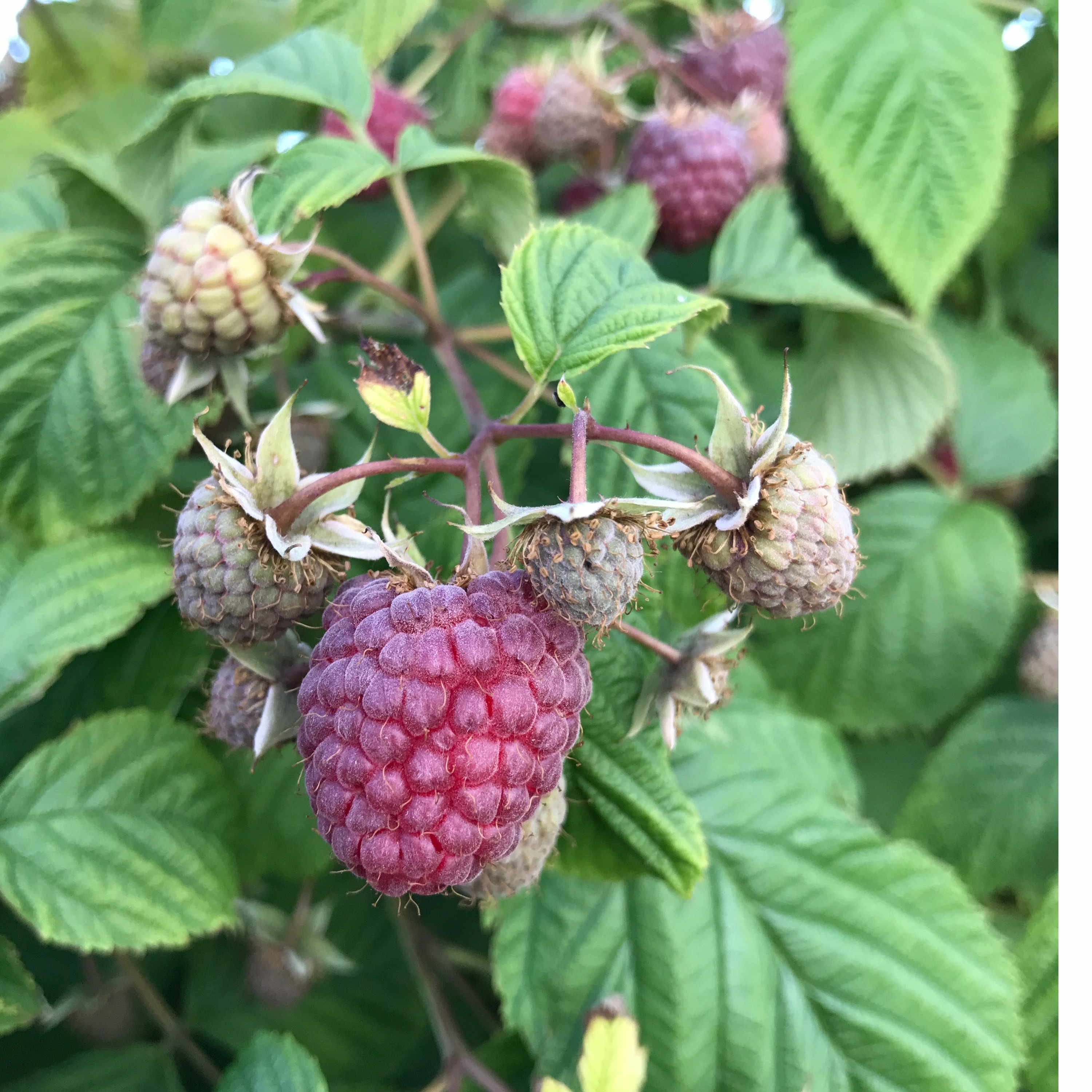 How unfair trade is driving the red raspberry market crisis