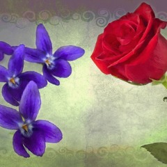 Red roses & blue violets