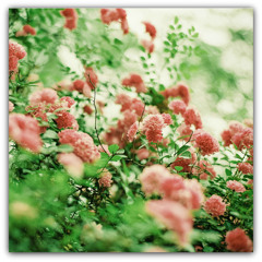 Müslüm Maqomayev - Sevgili canan