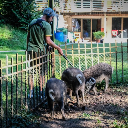 Four pigs screaming together