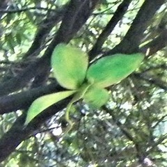 Waldfunk Vol.4 - Tone Driver