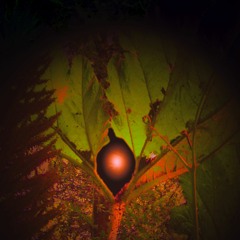WhereTheWeatherGoes - Dream Plant Sleep Dance