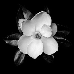 Magnolia Trees (Prod. By A.S.F.)