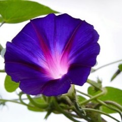Morning Glory