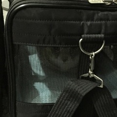 Seeing Who(& why are they sleeping in my kit bag?)