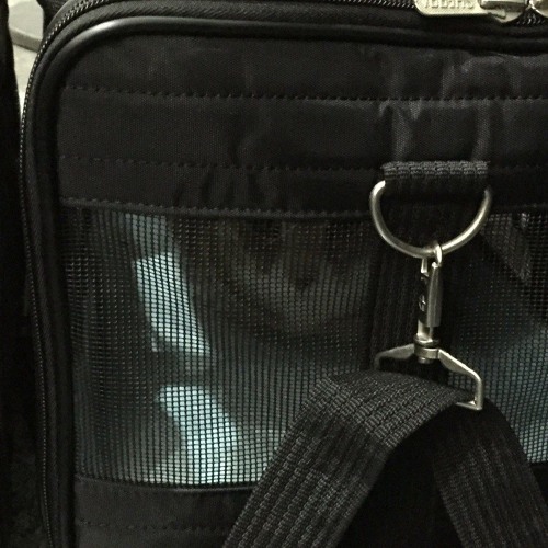 Seeing Who(& why are they sleeping in my kit bag?)
