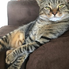 FATSO CATSO