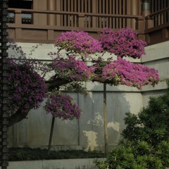 I'm Like A Bird Cover - 7:7:18,