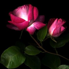 Leili Bi Eshgh  بند لیلی بی عشق By ILady