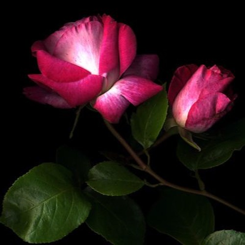 Leili Bi Eshgh  بند لیلی بی عشق By ILady