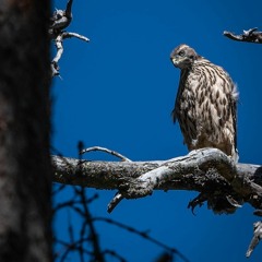 180629 Central Sweden - Goshawk Chicks At Nest