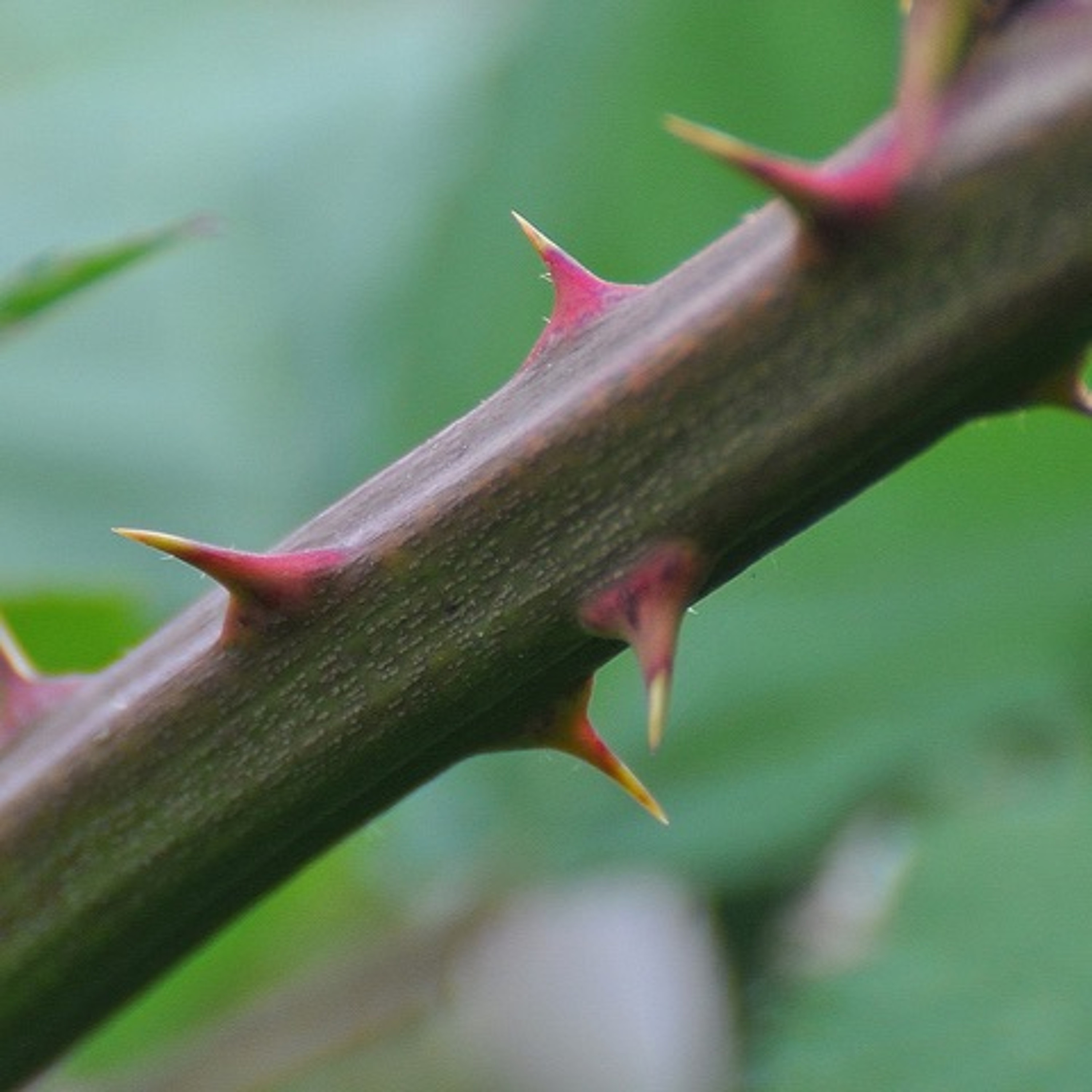Dealing with the Thorns - Homily for July 8 episode artwork
