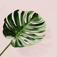 🌴's ☀️Mellow☀️