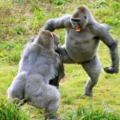 FEEL LIKE HARAMBE (Ft. NÅRCO SILVÅ & BØBBY FiLTH)