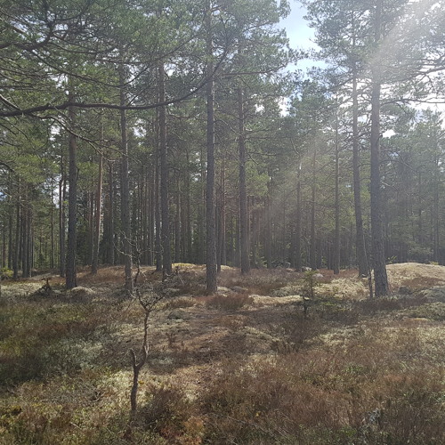Pine Forest At Pre-Dawn, Sweden, Black River, April 2018