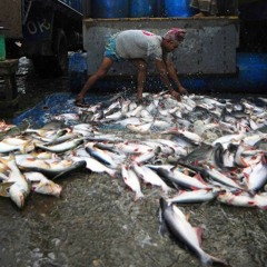 Global fishing trade shows net increase which world can manage sustainably, says FAO