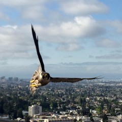 35: Peregrine falcons, zipping through campus at top speeds, are here to stay