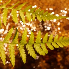 Like A River Runs-The Bleachers