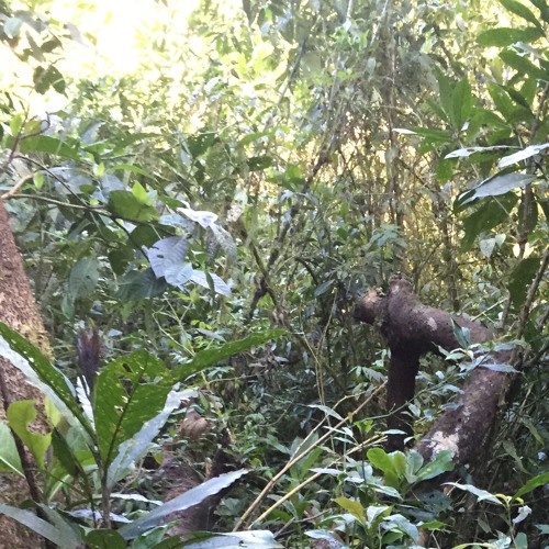 las alturas large mammal walks by