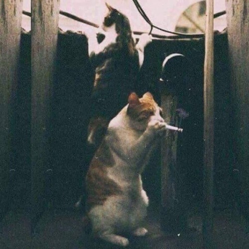 Từ Một Troái Tym Chân Thành <=3 Dance Trường Deeptry