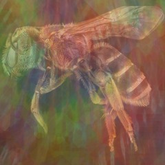 The Bee Came Down On Me (Shoegaze Mix)