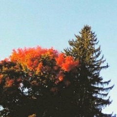 WE HAVE A PROBLEM WITH GUNS.