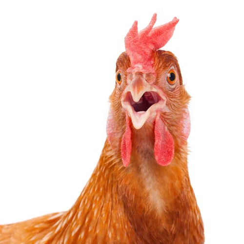 Chicken Soup vs Scary Yikes Grrz | BTTN MSHR mashup | *FREE DOWNLOAD*