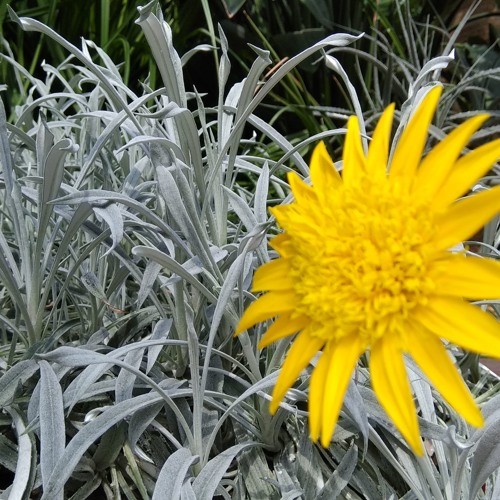 Anthiveyil Ponnuthirum M G Sreekumar By On Soundcloud Hear The World S Sounds soundcloud