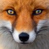 Dawn For Foxes Mp3