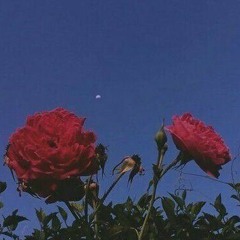 flowers at night