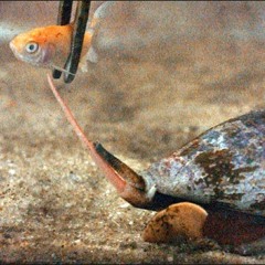 Snail