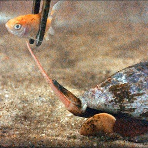 Snail