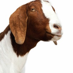 The Goat Has Been Milked Frenchcore