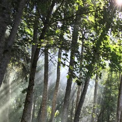 Morning Ambiance, Gagnef 2018