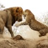 Leopard Drake Cant Take A Joke Freestyle Mp3