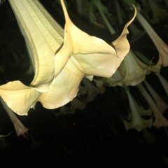 Dynamic Entry - Jonix