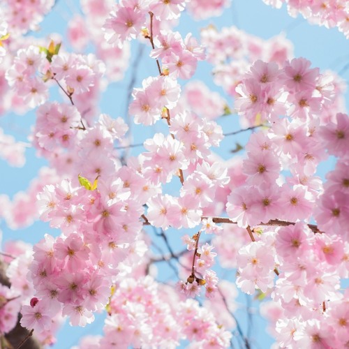 Kodak Boss My Life Up *Slowed*