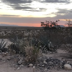 Joshua Tree | July 2018