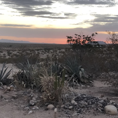 Joshua Tree | July 2018