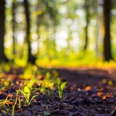 Cosmo Korg - Fade Into You