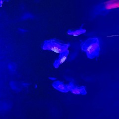 Sangam - Felt Blue (Renjā Remix)