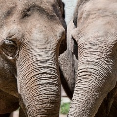 Ein Elefant Fur Dich