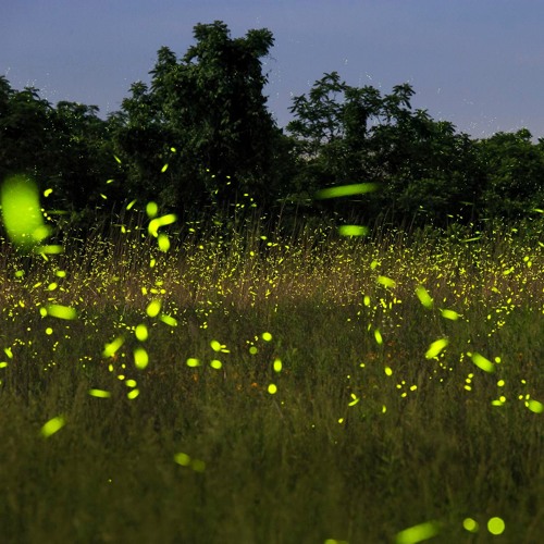 Stream the secrets of the fireflies dan zarlenga of mo dept of