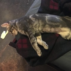 Feverish Dreams And Sweat Soaked Sheets