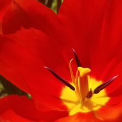 Tulip Pins