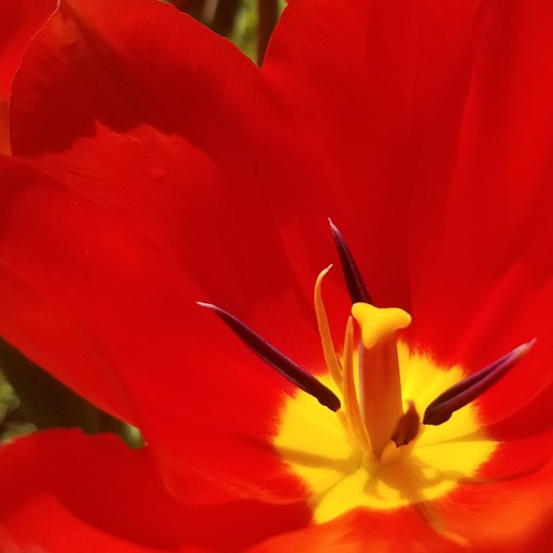 Tulip Pins