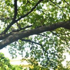 High and Dry - Radiohead (cover)