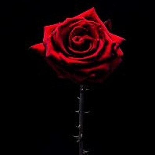 Rose Petals